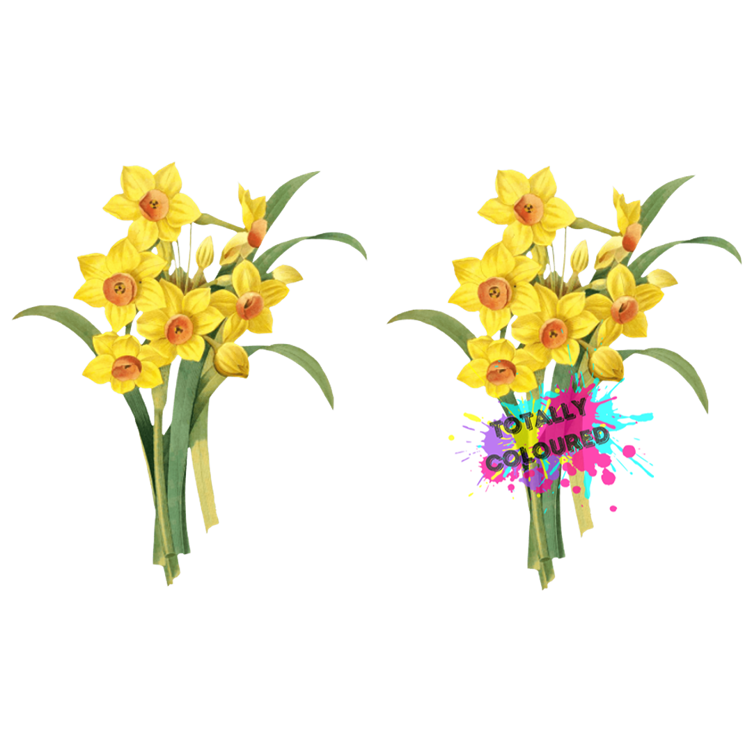 Daffodils Totally Coloured Daffodils totally coloured